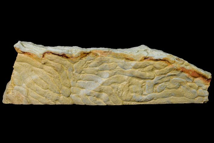 Pennsylvanian, Fossil Microbial Mat - Oklahoma #155971